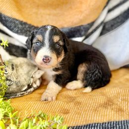 Ezekiel - Black tri-color male Aussiedoodle puppy in Eastman, Georgia from Dood B Ranch