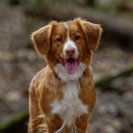 Kaguya - Nova Scotia Duck Tolling Retriever