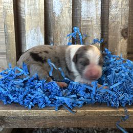 BMM1 - Blue merle male Miniature Australian Shepherd puppy in Lexington, Nebraska from Osborne's Aussies