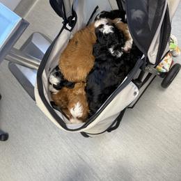 Bernedoodle Puppies from Palmetto Bernedoodles Boutique