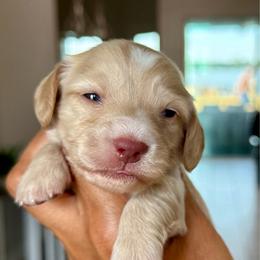 Cream male-3800 - Cream male Dachshund puppy in Winter Haven, Florida from Dreamwork Dachshunds