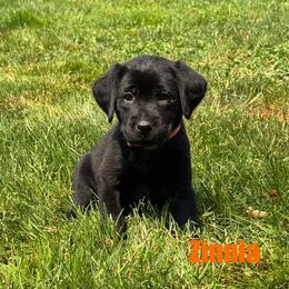 Zinnia - Black female Labrador Retriever puppy in Tigard, Oregon from Morrison Labrador Retreivers
