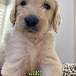 Goldendoodle Puppies from FURever Goldendoodles