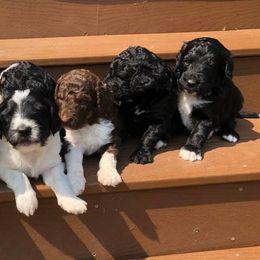 Assorted Doodle Crosses, Aussiedoodles, Bernedoodles, Cavapoos, Cotons de Tulear, and Goldendoodles from Scenic City Doodles