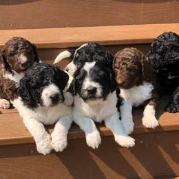 Assorted Doodle Crosses, Aussiedoodles, Bernedoodles, Cavapoos, Cotons de Tulear, and Goldendoodles from Scenic City Doodles