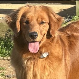 Callie - Goldendoodle