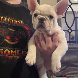 Dior - Cream female French Bulldog puppy in Largo, Florida from Big Daddy Frenchies