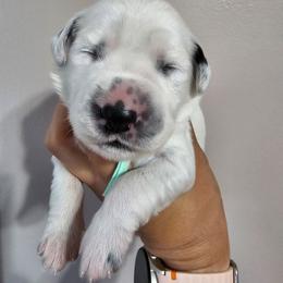 Furby - White and black female Dalmatian puppy in Gray, Georgia from Fuller Spots