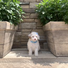 Cavapoo and Poodle Puppies from P&D Palace