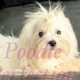 Prince  - Maltese