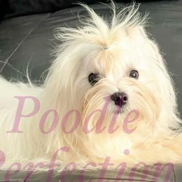 Prince  - Maltese