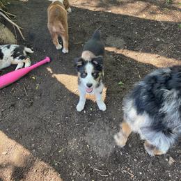 Onyx - Black tri-color female Australian Shepherd puppy in Kenosha, Wisconsin from Out of this World Aussies
