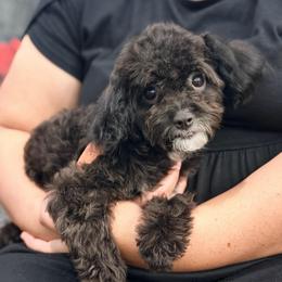 Luigi - Black and white male Cavapoo puppy in Apple Valley, California from Fletcher Fuzzy Friends