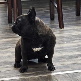 Companion Crosses, French Bulldogs, and Pugs from French bulldog Pugs of TN