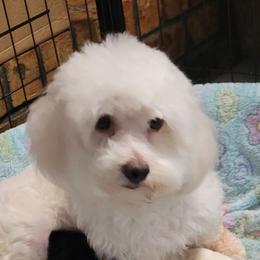 Xana - Havanese
