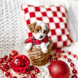 Nico - Parti male Goldendoodle puppy in Springville, Utah from Happy Doodle