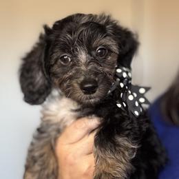 Ash (Dapple Doxiepoo) - Brindle male Companion Cross puppy in Waldron, Arkansas from Kay’s Cutie Poos