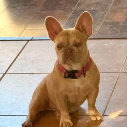 Bella - French Bulldog