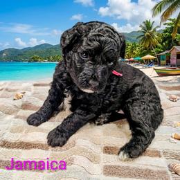 Jamaica - Black female Goldendoodle puppy in Forest, Ohio from Mini Doodle Buddies