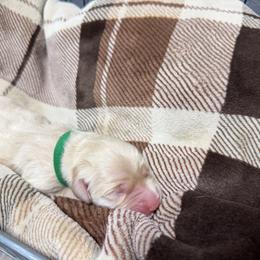 Green Collar - Light golden male Golden Retriever puppy in Evansville, Wyoming from Pura Vida Golden Retrievers