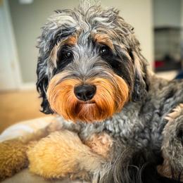Tilley - Bernedoodle