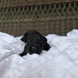 Jazzy - Silver and gray female Bouvier des Flandres puppy in Buffalo, Missouri from Noble Bouviers