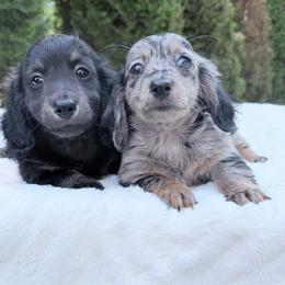 Dorothy - Dapple female Dachshund puppy in Richmond, Virginia from Irresistible Dachshunds & Cavaliers
