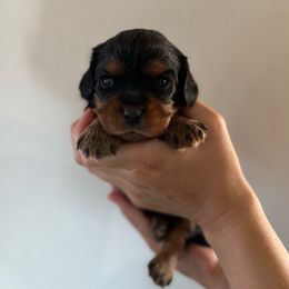 Teddy - Black and tan male Cavalier King Charles Spaniel puppy in Gonzales, Texas from Veach Cavaliers & Farm