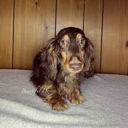 Belle - Dachshund