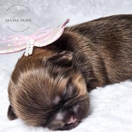 Dara - Liver female Shih Tzu puppy in League City, Texas from Divine Pups