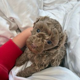 AKC Margaux - Cafe au lait female Poodle puppy in Maricopa, Arizona from La Petite poodle