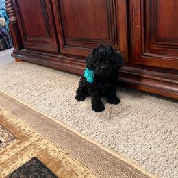 Pupper 4 - Black male Poodle puppy in California from Central Valley Scotties