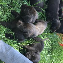 Pudelpointer Puppies from Bent Tree Pudelpointers