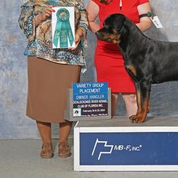 Rottweilers from Dragonflytkennels
