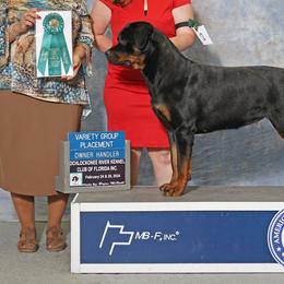 Rottweilers from Dragonflytkennels
