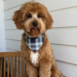 Ace - Goldendoodle