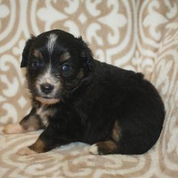 Sunny - Black tri female Miniature Australian Shepherd puppy in Licking, Missouri from Burnett Aussies
