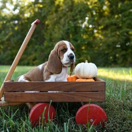 Basset Hound Puppies from K&B Farms & Bassets