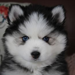 Pomsky puppies from Hatz Off Puppies