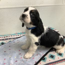 Boy 6 Blue collar - English Springer Spaniel puppy from Stratton Spaniels