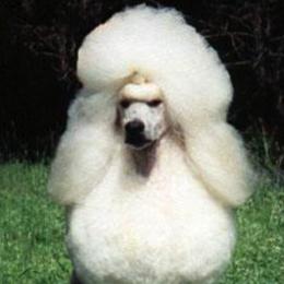 Poodles from Mithril Standard Poodles