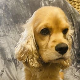 TassLee - Cocker Spaniel