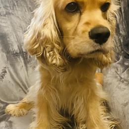 TassLee - Cocker Spaniel