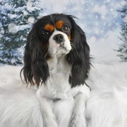Olga - Cavalier King Charles Spaniel