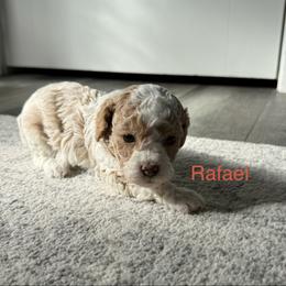 Rafael - White male Cavapoo puppy in Spanish Fork, Utah from Hamann's Cavapoo Puppies