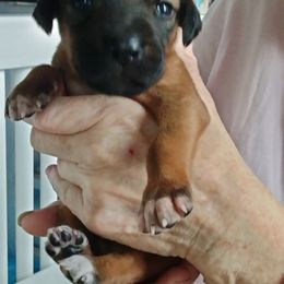 Phantom - Rd whtn blk nose male Rhodesian Ridgeback puppy in Alabama from Celtic Lore Ridgebacks