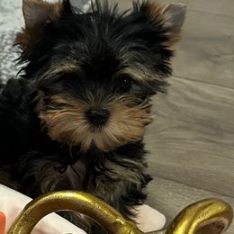 Boy - Black and gold male Yorkshire Terrier puppy in Dublin, California from Michelle’s Yorkies