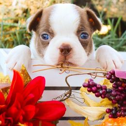 Boston Terrier Puppies from RVF Boston Terriers