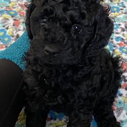 Cockapoo Puppies from Coco's Cocopuffs