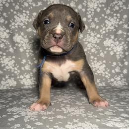 American Bully Puppies from M&M XL Bully Kennel